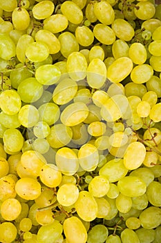 White grape berries (Vitis) background