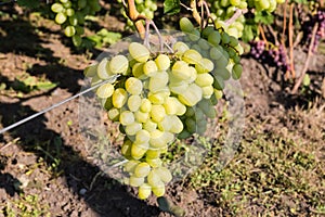 White grape bunch on grapevine on vineyard in sunny morning