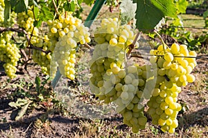 White grape bunches on grapevine on vineyard in sunny day