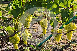 White grape bunches on grapevine on vineyard in sunny morning