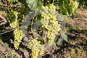 White grape bunches on grapevine on vineyard in sunny morning