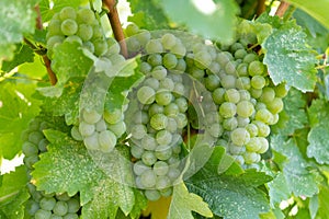 White grape on bunches with green leaves in vineyard on sunny summer day. Winery and grapevine. Grape growing and wine