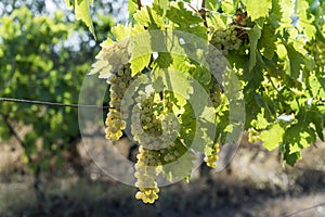 White grape bunches on the vine
