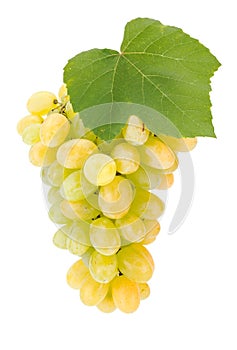 White grape cluster with leaf