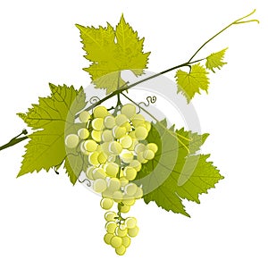 White grape cluster on a leafy branch