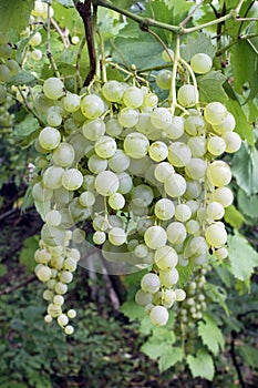 White grape cluster with leaves