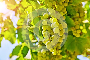 White Grape cluster at vineyard photo