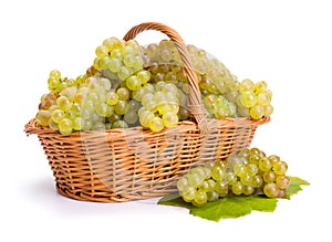 White grape clusters in basket photo