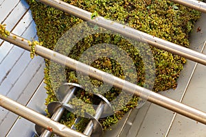 White grape in crusher destemmer, winemaking process