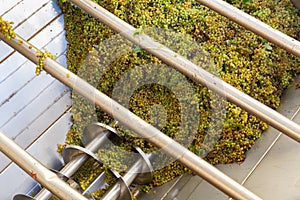 White grape in crusher destemmer, winemaking process