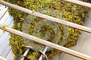 White grape in crusher destemmer, winemaking process