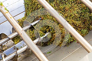 White grape in crusher destemmer, winemaking process