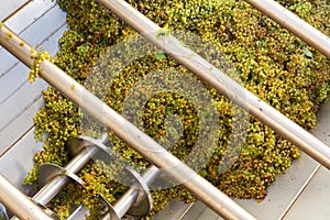 White grape in crusher destemmer, winemaking process photo