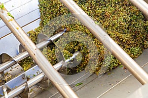 White grape in crusher destemmer, winemaking process photo