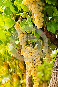 White grape growing in countryside