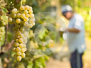 White grape harvest