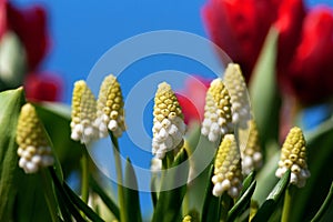 White grape hyacinth