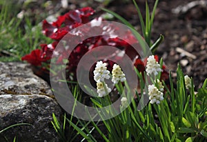 white grape hyacinth