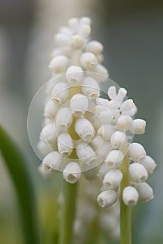 White Grape Hyacinth Bulbs (Muscari) close up