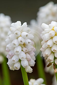 White grape hyacinth (muscari aucheri) flowers