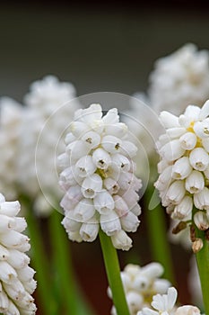 White grape hyacinth (muscari aucheri) flowers