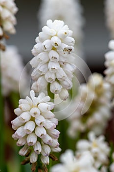 White grape hyacinth (muscari aucheri) flowers
