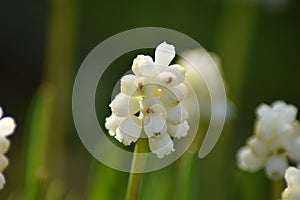 White grape hyacinth (Muscari botryoides var. alba)