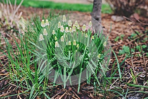 White grape hyacinth (muscari) in early spring garden. Great easy to grow first spring flowering bulbs.
