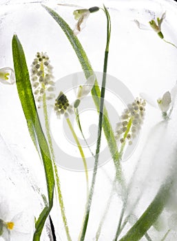 White grape hyacinth and snowdrop frozen in ice