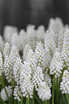 White grape hyacinths