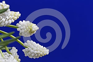 White grape hyacinths