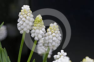 White grape hyacinths