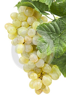 White grape, isolated
