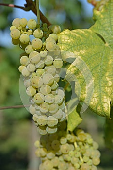 White grape racemation photo