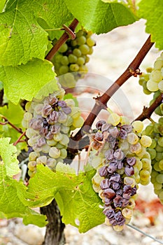 White grape in Sauternes