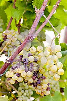 White grape in Sauternes