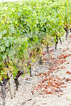 White grape in Sauternes