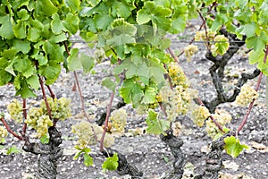 White grape in Sauternes