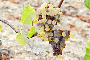 white grape in Sauternes Region, Aquitaine, France