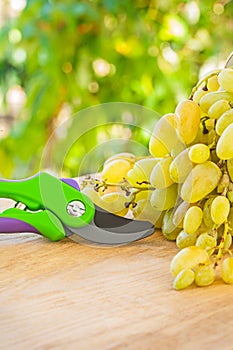 White grape and secateurs on wooden table in wineyard