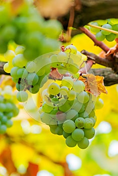 White grape vine hanging on a brunch