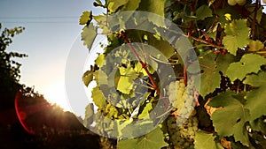 White grape of the vineyard at sunset