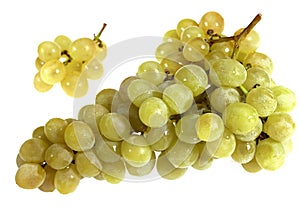 WHITE GRAPE vitis vinifera AGAINST WHITE BACKGROUND