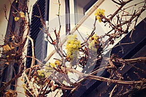 White grape wine crawling around the house.It`s fall, the leaves are gone.