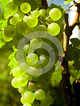 Blanco uvas 