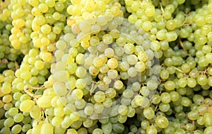 White Grapes