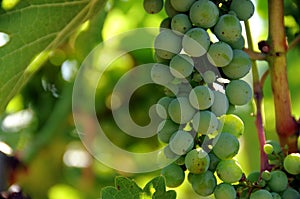 White grapes