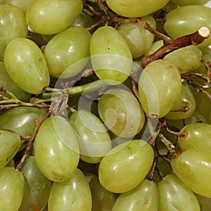 White Grapes