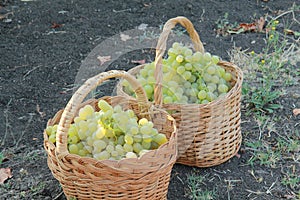 White grapes in baskets