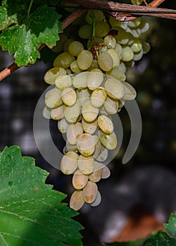 White grapes Bolgar variety